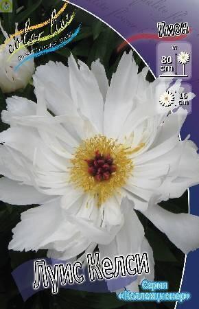 Купить оптом в Ботанике Пион Луис Келси 10 шт