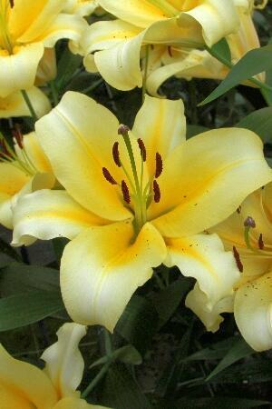 Купить оптом в Ботанике Лилия Серано 7 шт