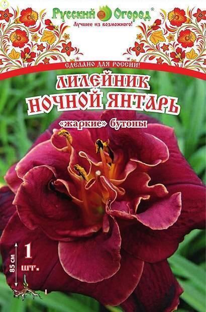 Купить оптом в Ботанике Лилейник Ночной Янтарь