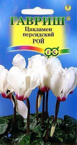 Купить оптом в Ботанике семена Цикламен Рой Гав бренд Гавриш