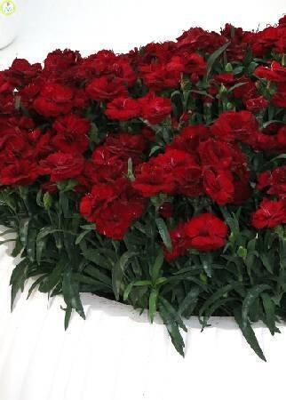 Купить оптом в Ботанике Гвоздика Динамик Дарк Рэд 100шт