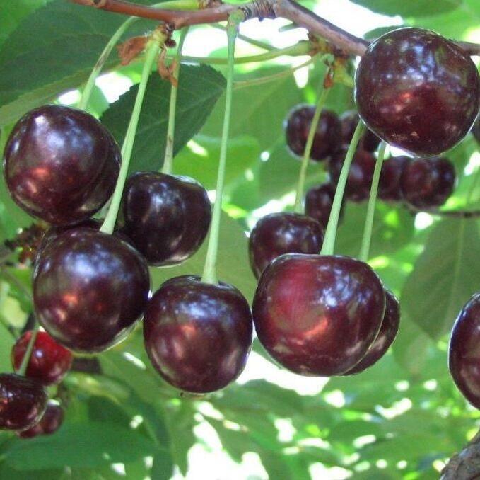 Купить оптом в Ботанике Вишня Владимирская Саженцы ОКС 1год