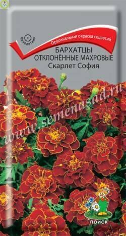 Купить оптом в Ботанике семена Бархатцы Скарлет София Поиск бренд Поиск