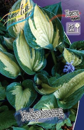 Купить оптом в Ботанике Хоста Уайрлвинд  2 шт