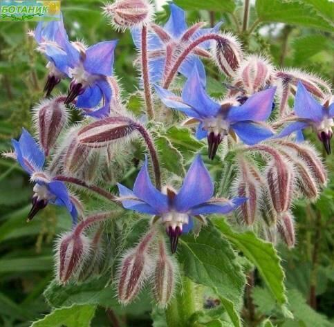 Купить оптом в Ботанике семена Огуречная трава Апрельский Аэл бренд Аэлита