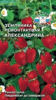 Купить оптом в Ботанике семена Земляника Александрина Сед бренд СеДеК