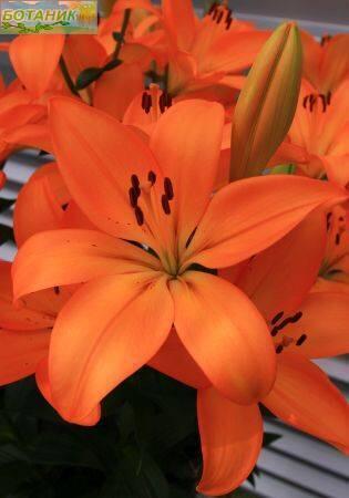 Купить оптом в Ботанике Лилия Цезарь 10 шт 