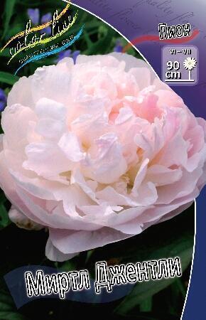 Купить оптом в Ботанике Пион Миртл Джентри 1 шт
