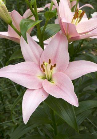 Купить оптом в Ботанике Лилия Пигалль 10 шт 