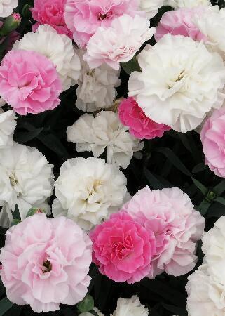 Купить оптом в Ботанике Гвоздика Динамик ПинкТо Уайт 2 шт