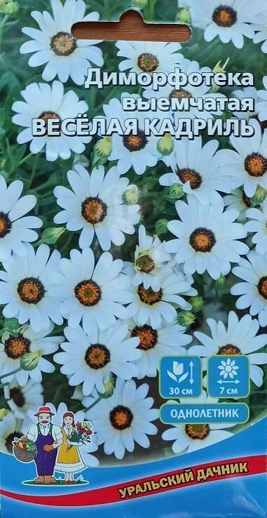 Купить оптом в Ботанике семена Диморфотека Веселая Кадриль УД бренд Уральский дачник