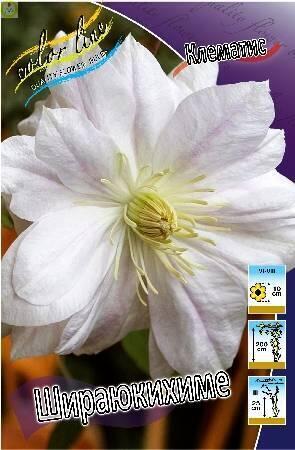 Купить оптом в Ботанике Клематис Шираюкихиме 25шт