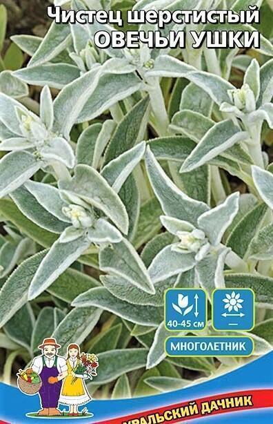 Купить оптом в Ботанике семена Чистец Овечьи Ушки шерстистый УД бренд Уральский дачник