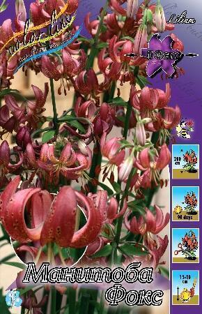 Купить оптом в Ботанике Лилия Манитоба Фокс 2 шт