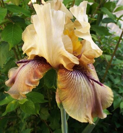 Купить оптом в Ботанике Ирис Торнбёрд 2 шт