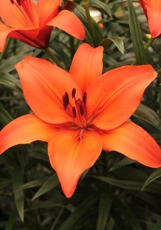 Купить оптом в Ботанике Лилия Нелло 10 шт