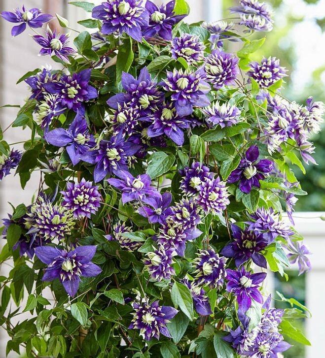 Купить оптом в Ботанике Клематис Тайга P9