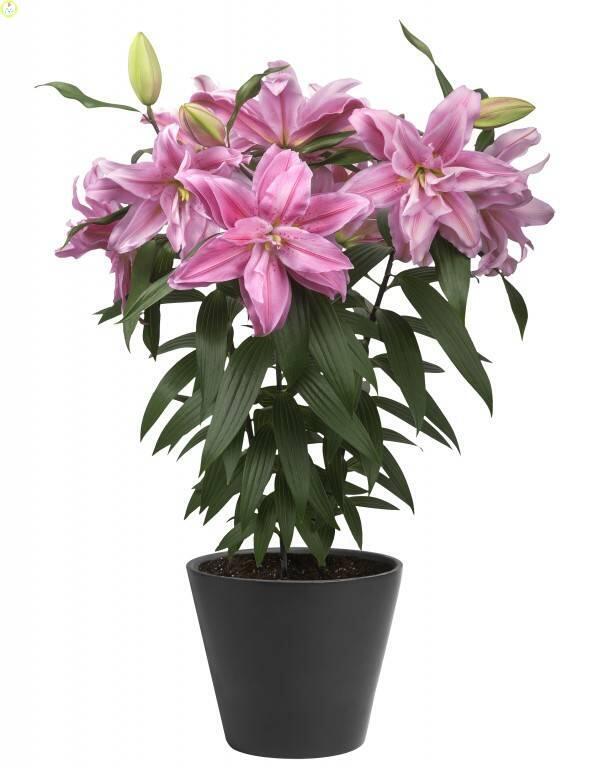 Купить оптом в Ботанике Лилия Зара 5 шт
