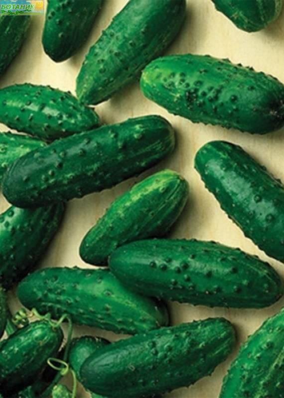 Купить оптом в Ботанике семена Огурец Левина F1 Аэл бренд Аэлита
