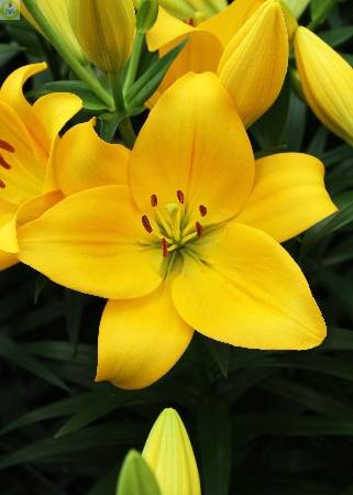 Купить оптом в Ботанике Лилия Десерт Инн 10 шт