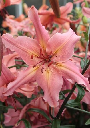 Купить оптом в Ботанике Лилия Пинк Флейвоур 5 шт