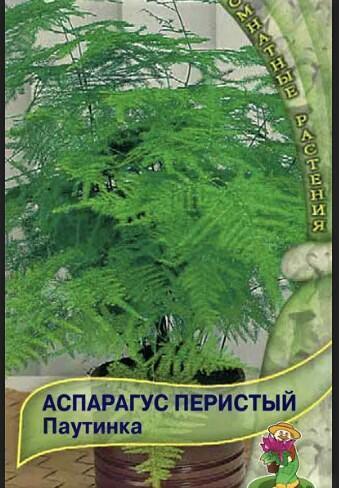 Купить оптом в Ботанике семена Аспарагус Паутинка перистый Поиск бренд Поиск