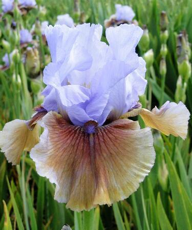 Купить оптом в Ботанике Ирис Витчинг 2 шт