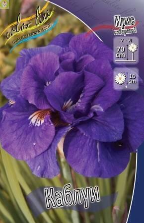 Купить оптом в Ботанике Ирис Каблуи 50 шт 