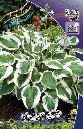 Купить оптом в Ботанике Хоста Минут Мен 2 шт