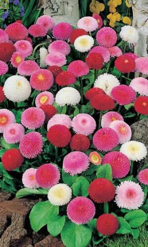 Купить оптом в Ботанике семена Маргаритка Смесь окрасок УД бренд Уральский дачник