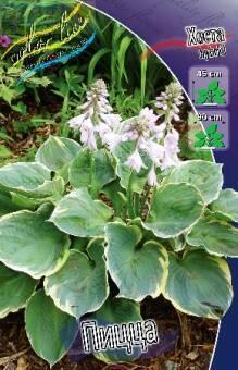 Купить оптом в Ботанике Хоста Пицца 2 шт