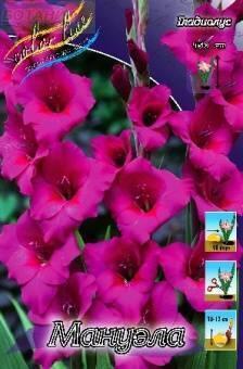 Купить оптом в Ботанике Гладиолус Мануэла 10 шт