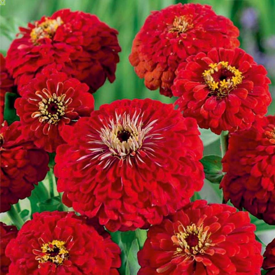 Купить оптом в Ботанике семена Цинния Кураж красная СА бренд Семена Алтая