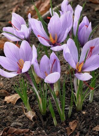 Купить оптом в Ботанике Крокус Шафран посевной 10 шт