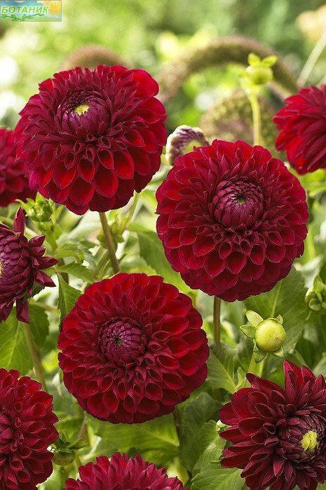 Купить оптом в Ботанике Георгина Бум Бум Рэд 1 шт шаровидные