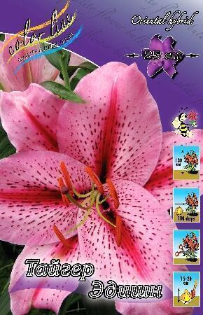 Купить оптом в Ботанике Лилия Тайгер Эдишн 5 шт