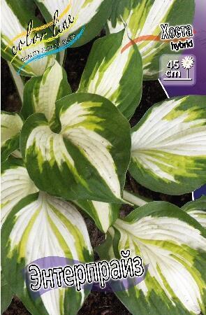 Купить оптом в Ботанике Хоста Энтерпрайз 1 шт
