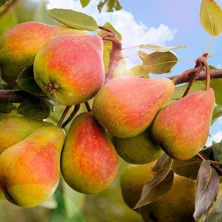 Купить оптом в Ботанике Груша осенняя Забава