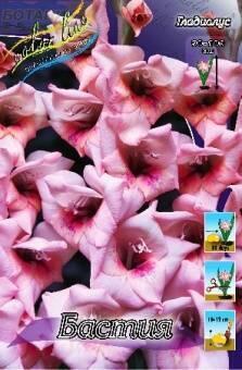 Купить оптом в Ботанике Гладиолус Бастия 10 шт