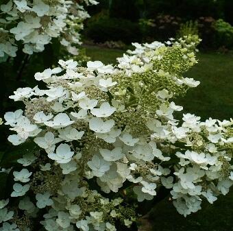 Купить оптом в Ботанике Гортензия метельчатая Юник