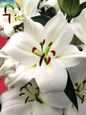 Купить оптом в Ботанике Лилия Замбези 18/20 25шт