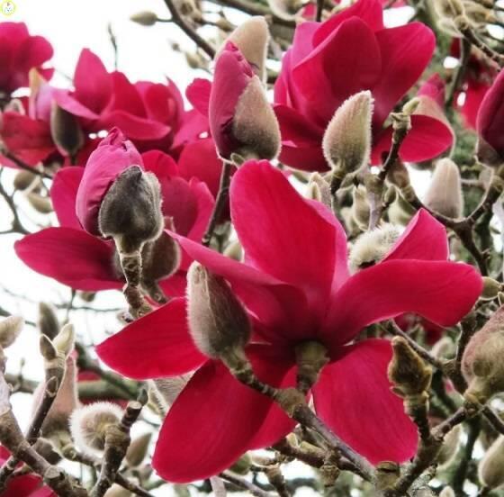 Купить оптом в Ботанике Магнолия Вулкан С10