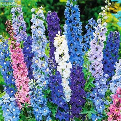 Купить оптом в Ботанике семена Дельфиниум Магический фонтан УУ бренд Урожай Удачи