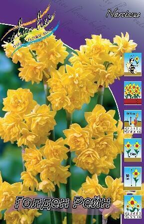 Купить оптом в Ботанике Нарцисс Голден Рейн 7 шт