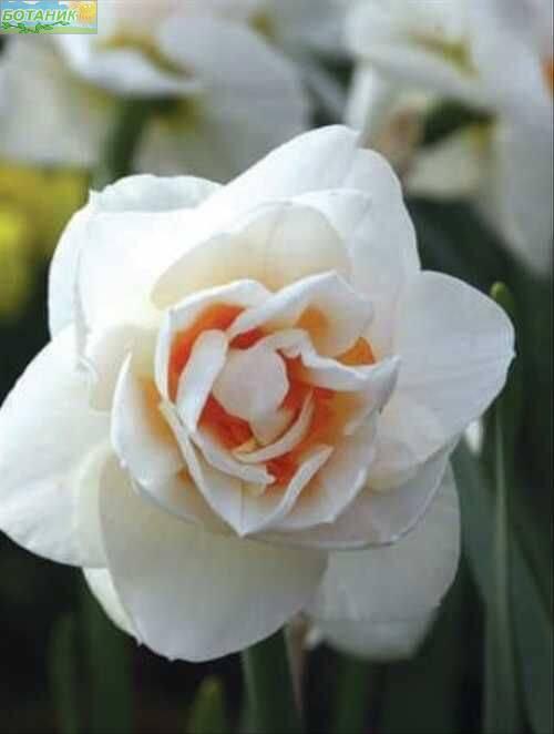 Купить оптом в Ботанике Нарцисс Гай Табор 3 шт 12/14
