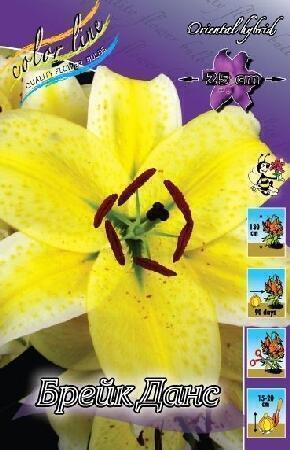 Купить оптом в Ботанике Лилия Брек Данс  5 шт