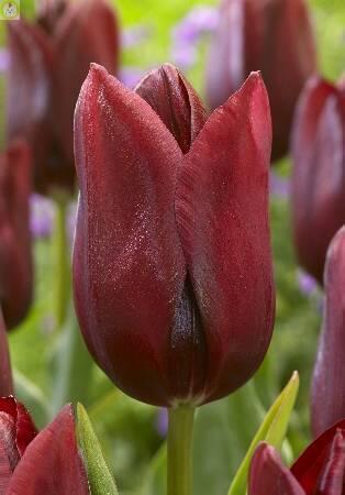 Купить оптом в Ботанике Тюльпан Нэшионал Вельвет 10 шт