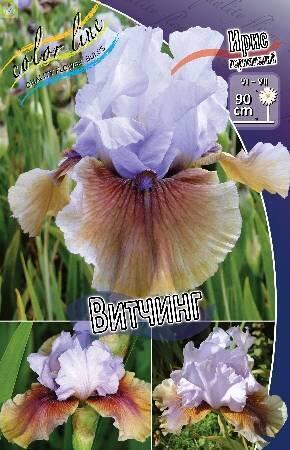 Купить оптом в Ботанике Ирис Витчинг 50 шт