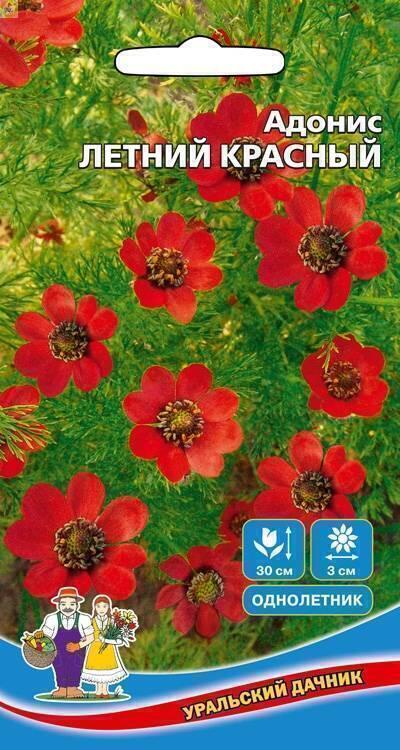 Купить оптом в Ботанике семена Адонис Летний красный УД бренд Уральский дачник