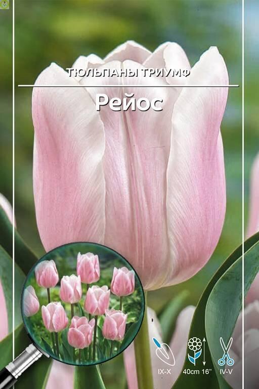 Купить оптом в Ботанике Тюльпан Рейос (5шт) 11/12